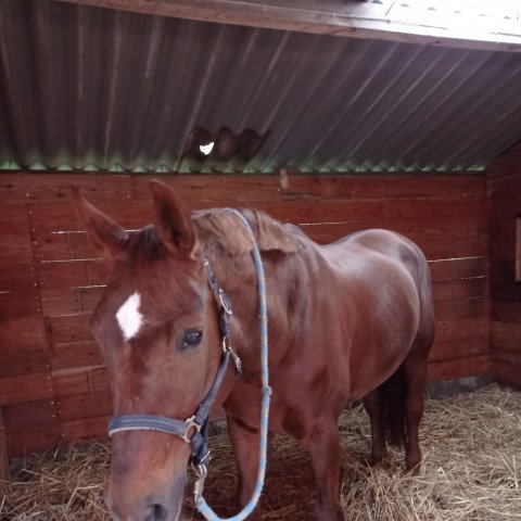 dressage horse Fiene's Finestly (Hanoverian, 2009, from Florestan I) dressage horse Fiene's Finestly (Hanoverian, 2009, from Florestan I)
