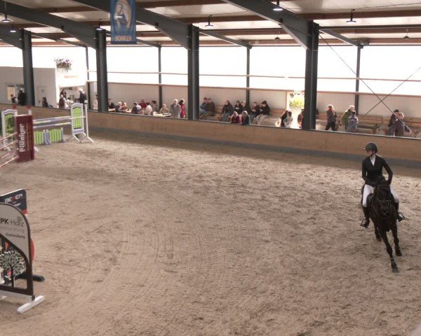 Reitturnier Borken (Hessen) 2025