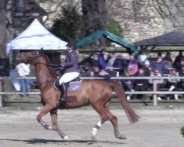 Reitturnier Hildesheim-Steuerwald 2025