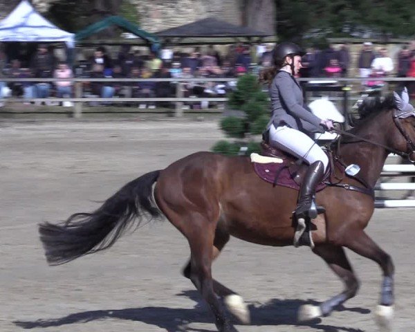 Reitturnier Hildesheim-Steuerwald 2025