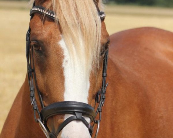 Dressurpferd Gismor 11 (Deutsches Reitpony, 1996, von FS Gino Royal)