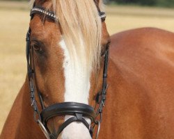 Cavallo da Dressage Gismor 11 (Pony da Sella Tedesco, 1996, di FS Gino Royal)