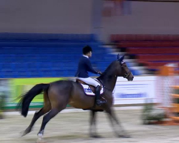 Reitturnier Vechta 2013