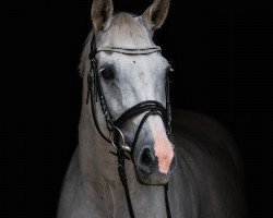 broodmare Zerie Rose (KWPN (Royal Dutch Sporthorse), 2004, from Lupicor)