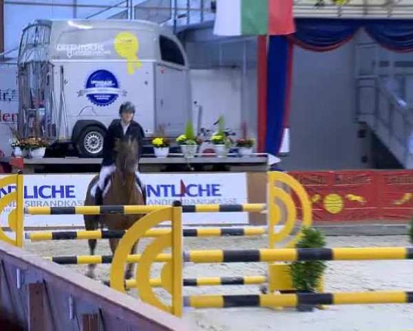 Reitturnier Vechta 2013