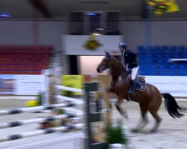 Reitturnier Vechta 2013