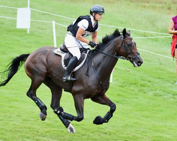 jumper Chipmunk FRH (Hanoverian, 2008, from Contendro I)