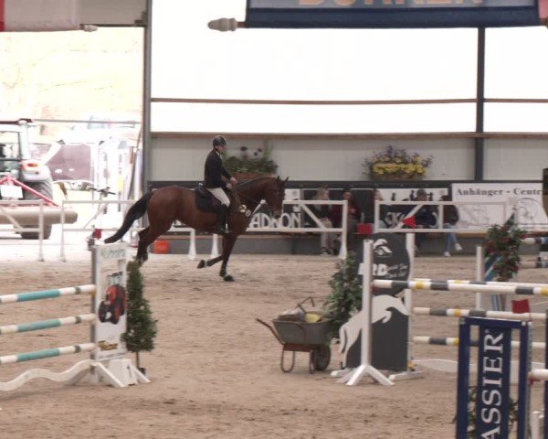 Reitturnier Borken (Hessen) 2025