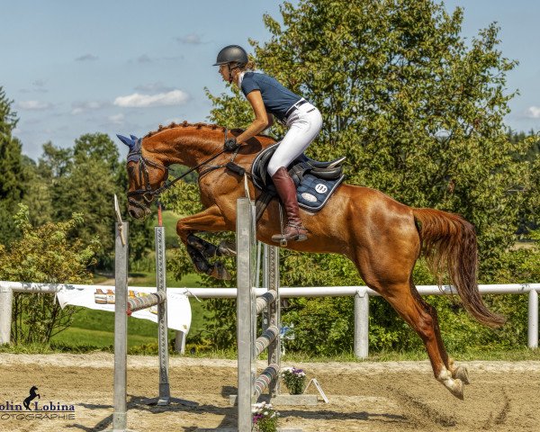 jumper Gorado 4 (Bavarian, 2013, from Gambrinus)