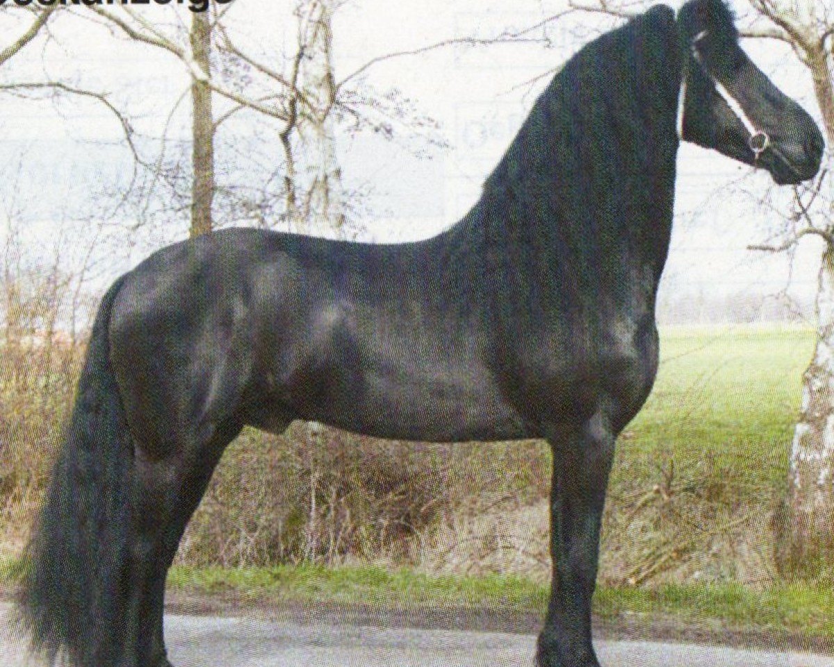 stallion Brend (Friese, 2000, from Brandus 345)