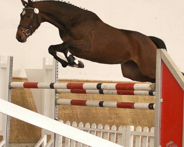 broodmare Chocolate 70 (Westphalian, 2009, from Cordobes II)