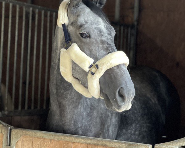 Springpferd Coming Home (Oldenburger, 2019, von K.i Checkter)