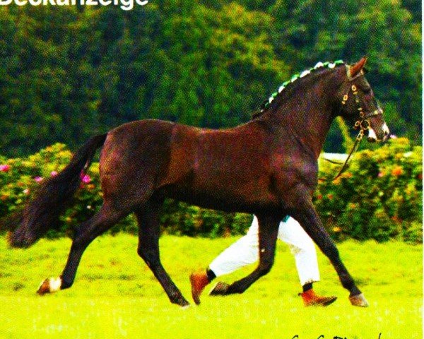 stallion Milenio V (Pura Raza Espanola (PRE), 2000, from Letargo) stallion Milenio V (Pura Raza Espanola (PRE), 2000, from Letargo)