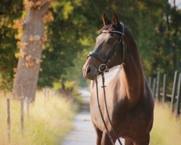 Dressurpferd Redford 65 (Oldenburger, 2009, von Rock Forever NRW)