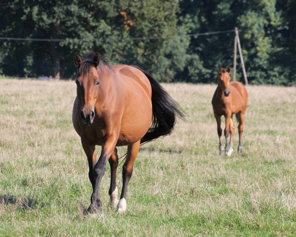 broodmare Nea's Rocher (Oldenburg, 1995, from Rocher D'or)