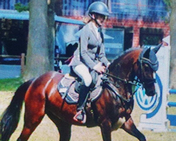 Springpferd Tip Top Tatsu (Deutsches Reitpony, 2016, von Top Berlin)