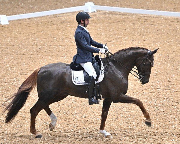 Dressurpferd Quentin Carantino (Hannoveraner, 2016, von Quantensprung 3)
