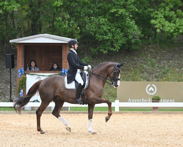 dressage horse Quilan 4 (Hanoverian, 2012, from Quaterback)