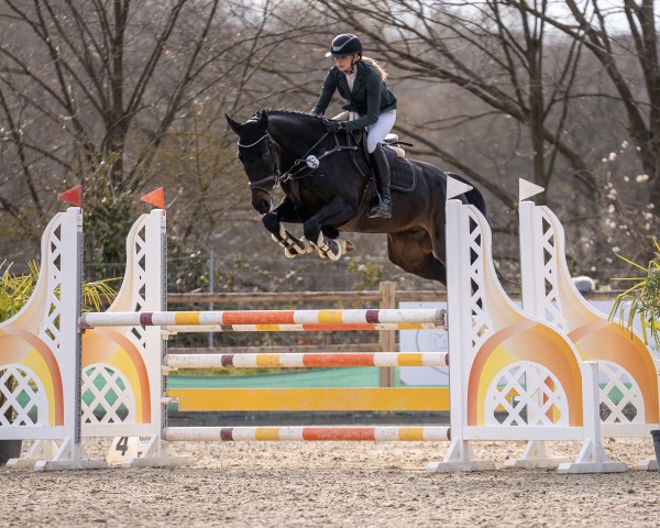 jumper Divo SR (Oldenburg show jumper, 2019, from DOOM FRH)