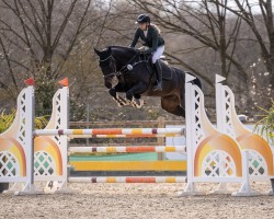 jumper Divo SR (Oldenburg show jumper, 2019, from DOOM FRH)