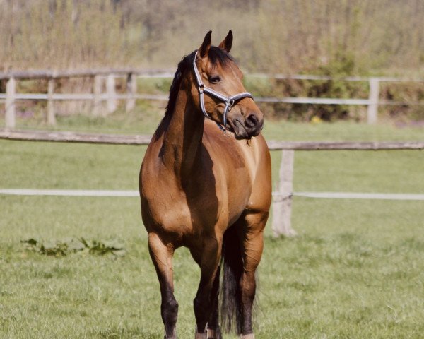 broodmare Spirit of Summersbee (Holsteiner, 2010, from Singulord Joter)