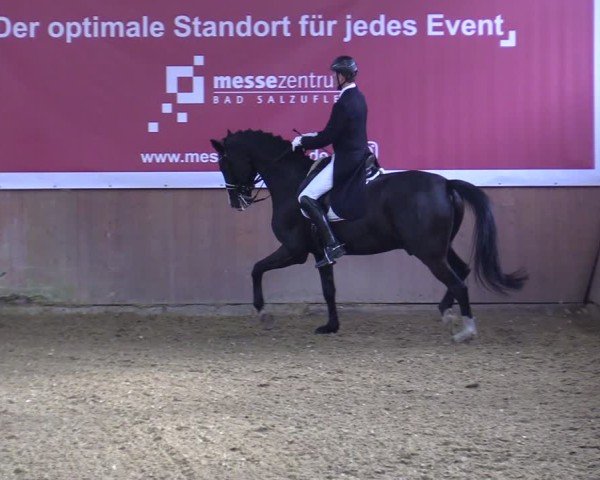 Reitturnier Bad Salzuflen 2025