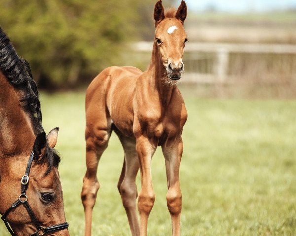 horse Omalia Rose C (Holsteiner, 2021, from Keaton HV)