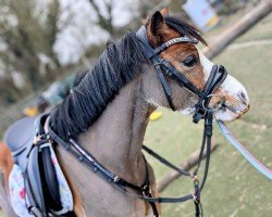 Dressage horse Tymorlais Tom Jones (Welsh Mountain Pony (Sec. A), 2020)