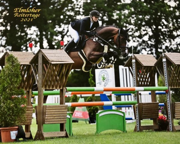 jumper Lexus Rw (KWPN (Royal Dutch Sporthorse), 2016, from Tangelo van de Zuuthoeve)