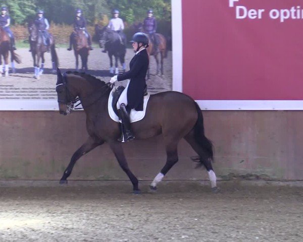Reitturnier Bad Salzuflen 2025