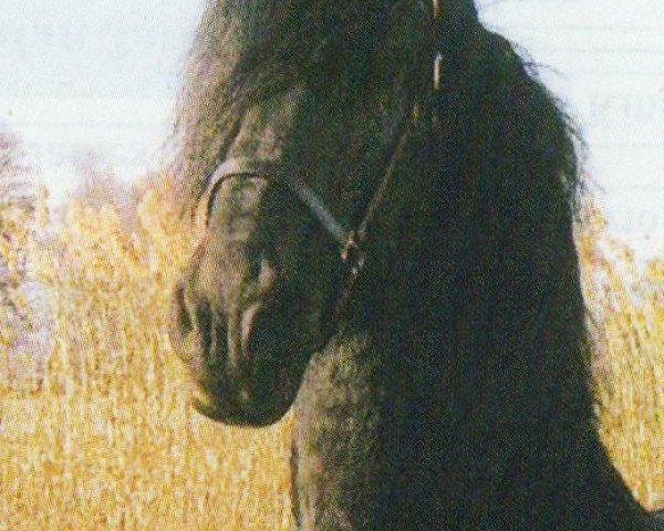 stallion Tsjeard 331 (Friese, 1990, from Oepke)