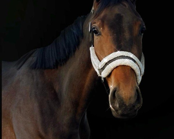 horse Oka‘s Bailey (Trakehner, 2022, from United Affair)