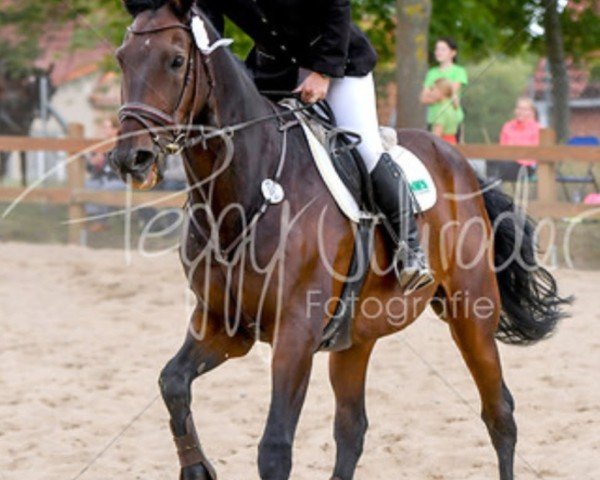 jumper Bonne Mio (Holsteiner, 2002, from Barnaul xx)
