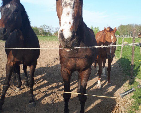 horse Claire de Lune 38 (Mecklenburg, 2014, from Cristofin)