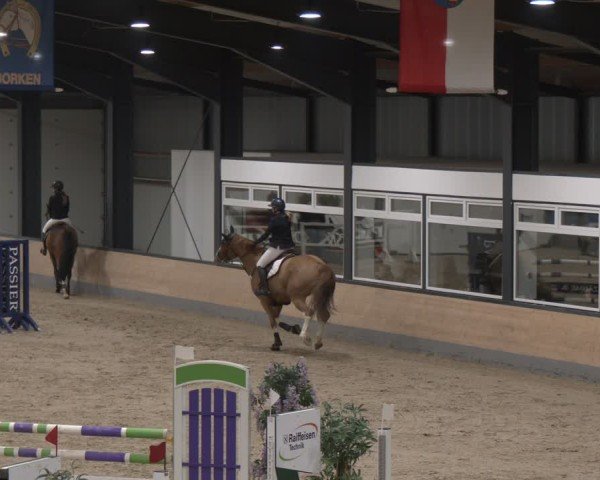 Reitturnier Borken (Hessen) 2025
