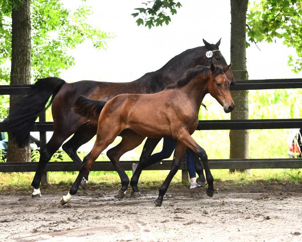 horse Stute von Balou du Rouet / Lasino (Holsteiner, 2021, from Balou du Rouet)