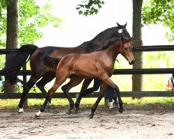 Pferd Stute von Balou du Rouet / Lasino (Holsteiner, 2021, von Balou du Rouet)