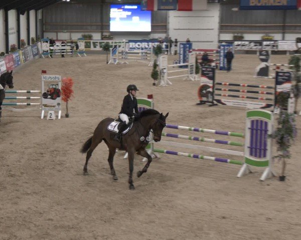 Reitturnier Borken (Hessen) 2025