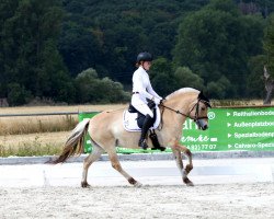 dressage horse Mia 177 (Fjord Horse, 2014, from Valon)