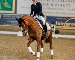 dressage horse Doppelpunkt 3 (German Riding Pony, 2020, from Dallmayr K)