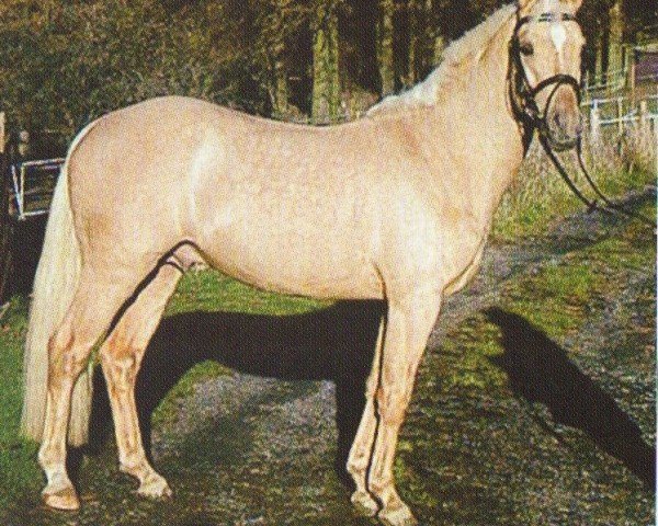 stallion Edelmann's Golden Gate (German Riding Pony, 2001, from FS Golden Highlight)