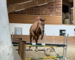 Springpferd Sonic Wind (Irish Sport Horse, 2014, von Windsor Knot xx)