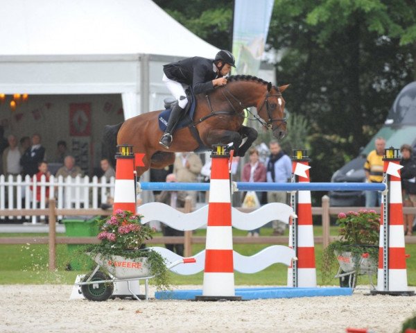 Deckhengst Wunder Boy van de Zuuthoeve (Belgisches Warmblut, 1999, von Argentinus) Deckhengst Wunder Boy van de Zuuthoeve (Belgisches Warmblut, 1999, von Argentinus)