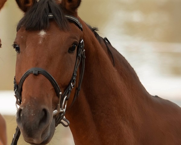 jumper Princeton 15 (CIS Warmblood, 2021)