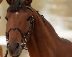jumper Princeton 15 (CIS Warmblood, 2021)