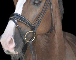 dressage horse BRANDO L (Oldenburg, 2016, from Belissario)