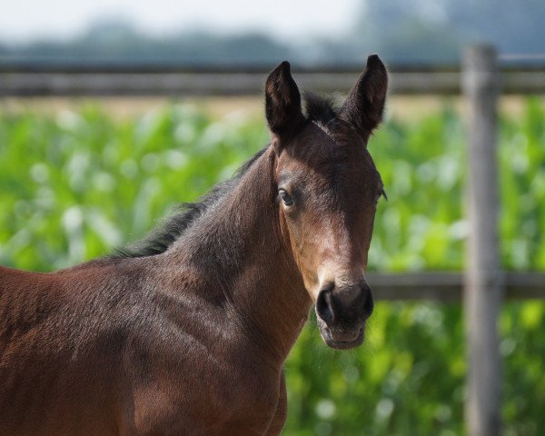 Pferd Call me Sir Henry SB (Westfale, 2021, von Comme le père)