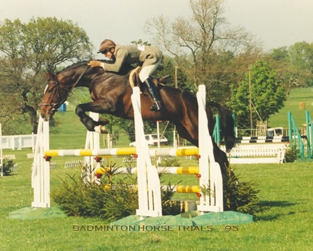 Stallone da monta Rock King (British Sport Horse, 1990, di Just a Monarch xx)