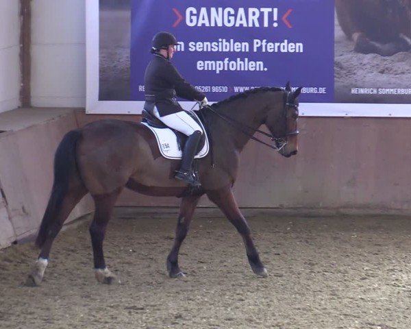 Reitturnier Bad Salzuflen 2025