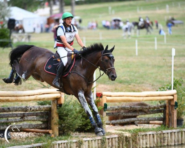 horse Absolut Gold (Selle Français, 2010, from Grafenstolz)